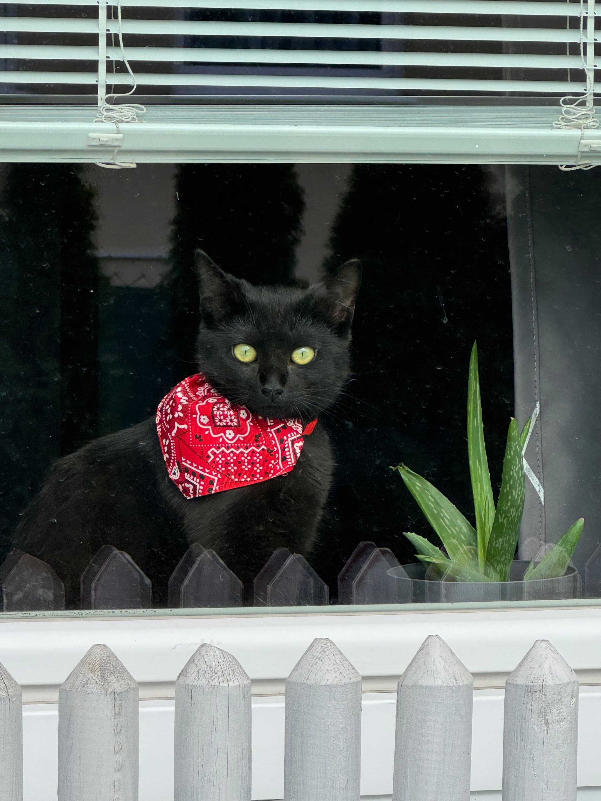 bandana